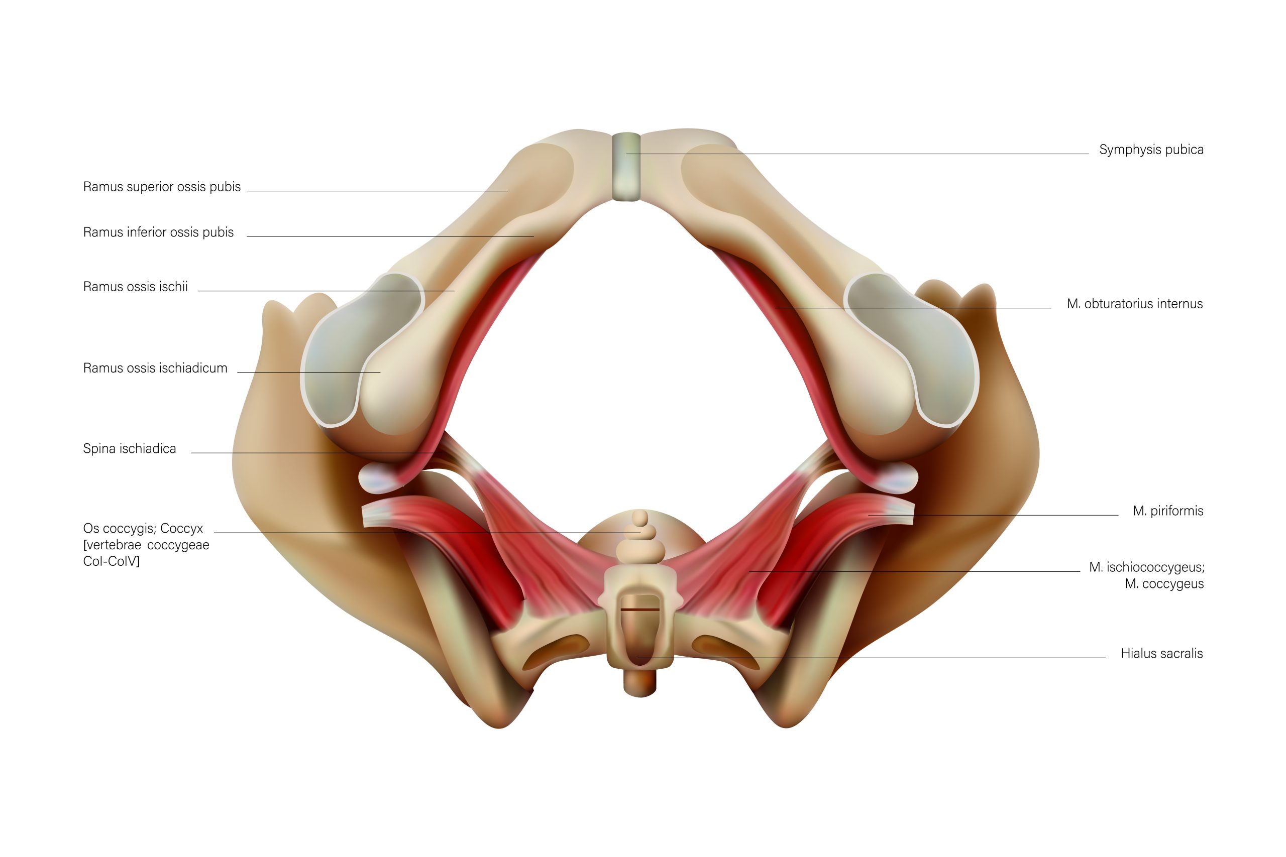Pelvic Floor anatomy