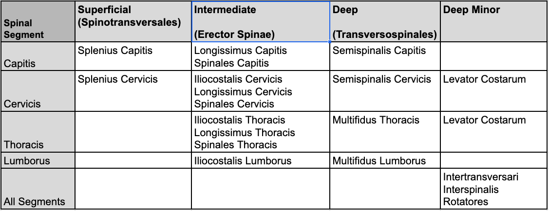 The Intrinsic Muscles of the Back: Getting the Musculature of the Spine Straight 6 Intrinsic Back Muscles