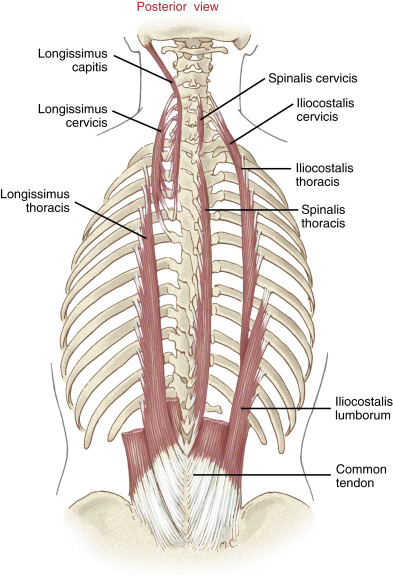 The Intrinsic Muscles of the Back: Getting the Musculature of the Spine Straight 4 Cut Erector Spinae